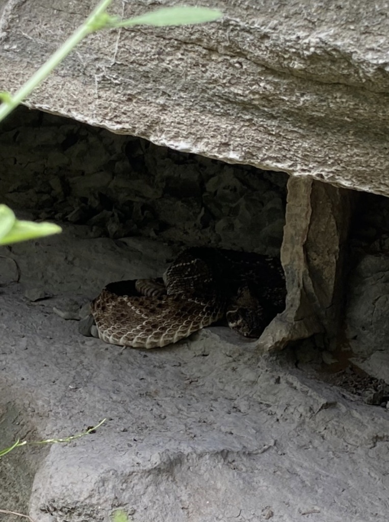 Austin Rattle Snakes Western Diamond-backed Rattlesnake from Homestead Trail, Austin, TX, US ...