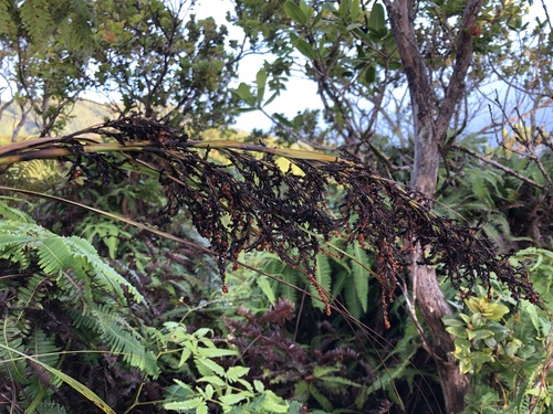Fijian sawsedge (Gahnia vitiensis)