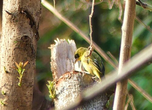 Baglafecht Weaver