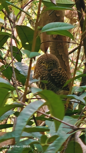Collared Owlet