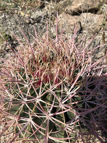 iNaturalist observation photo of California Barrel Cactus