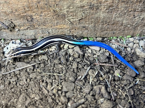 iNaturalist observation photo of Western Skink