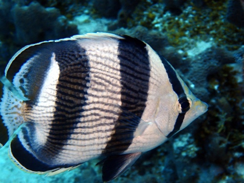 Banded Butterflyfish