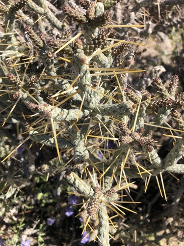 iNaturalist observation photo of Branched Pencil Cholla