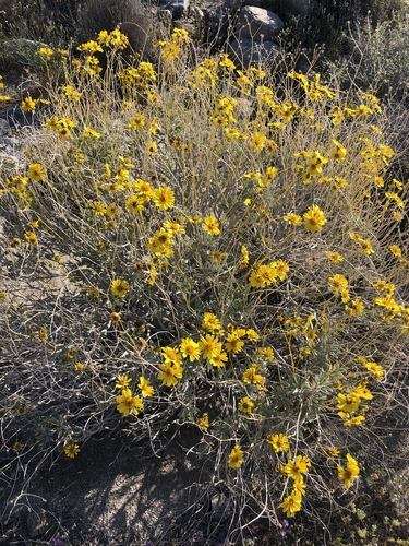 iNaturalist observation photo of Brittlebush