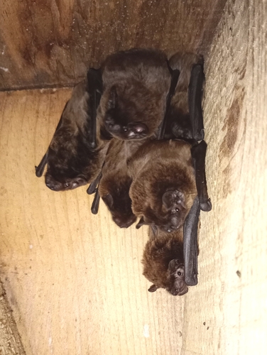 Lesser Noctule