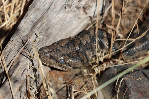 Inland Carpet Python sighting