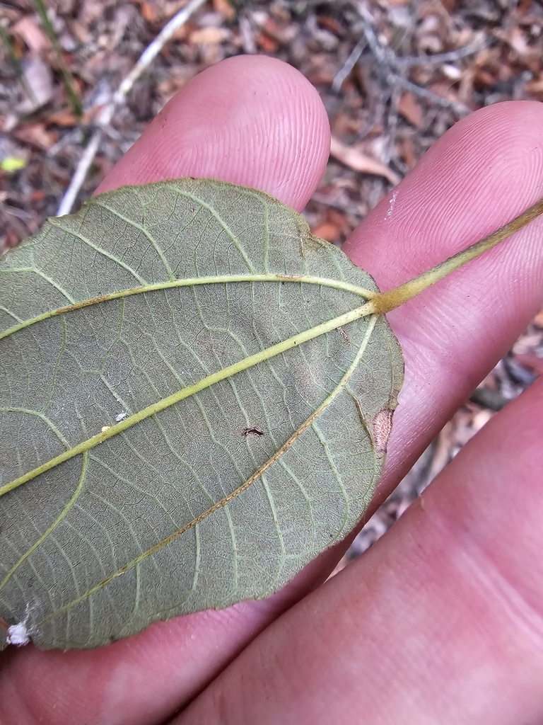 Mallotus in November 2023 by Dan · iNaturalist