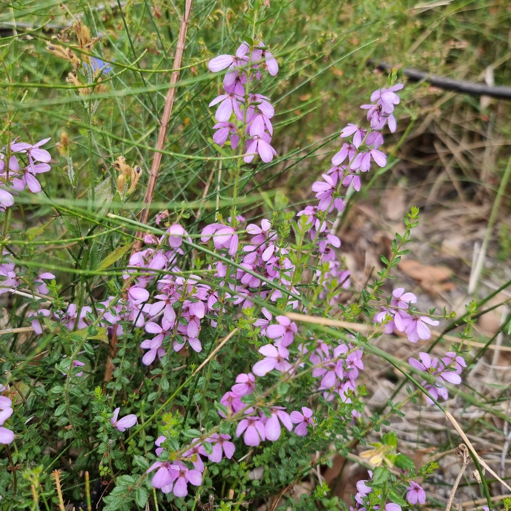 Tetratheca from Genoa VIC 3891, Australia on November 5, 2023 at 10:55 ...