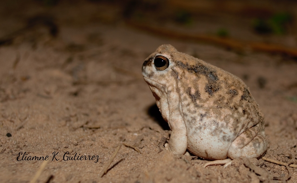 Guayapa's Four-eyed Frog (Pleurodema guayapae)
