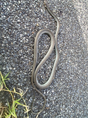 Common Tree Snake sighting
