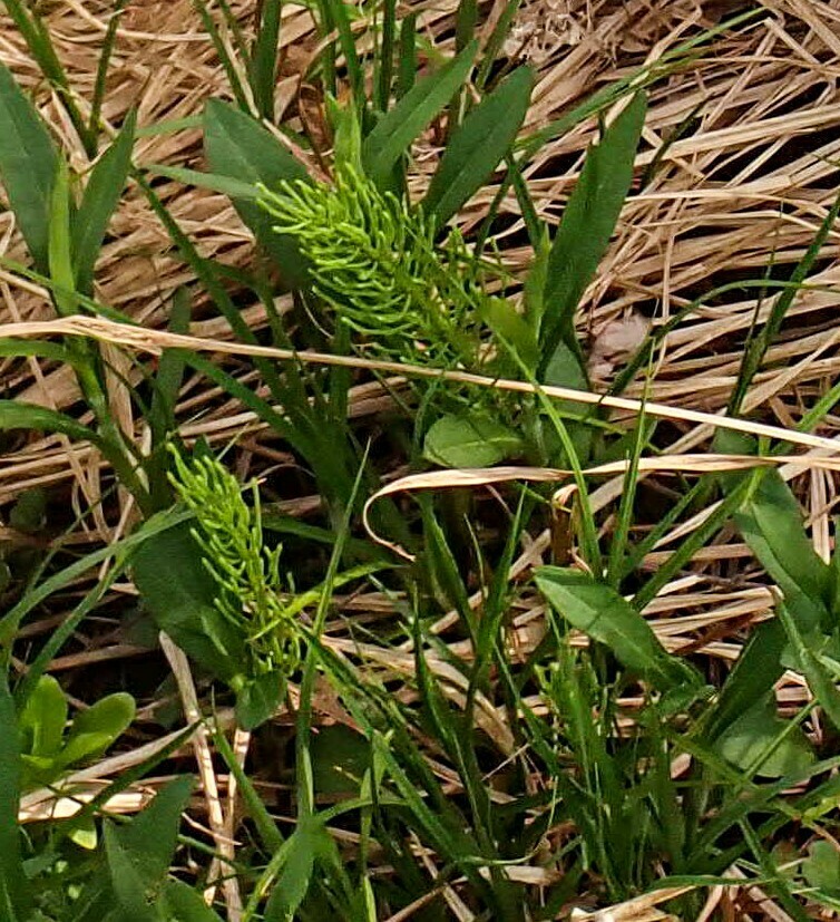 Common Horsetail — seedling stage
