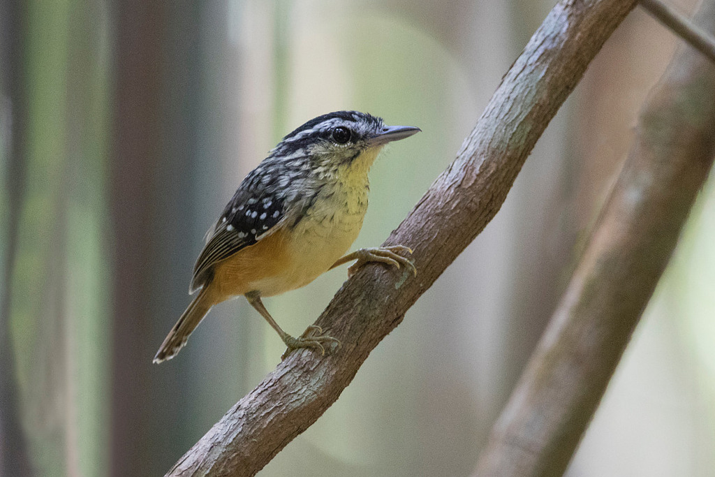 Imeri Warbling-Antbird (Hypocnemis flavescens) photo