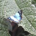Lymanopoda hazelana - Photo (c) Butterfly Bird Julio Tours, all rights reserved, uploaded by Butterfly Bird Julio Tours