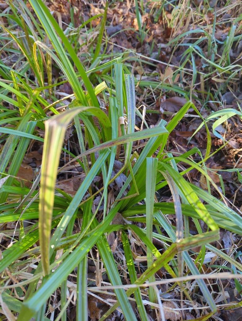 true sedges from Colon, MI 49040, USA on November 14, 2023 at 1037 AM