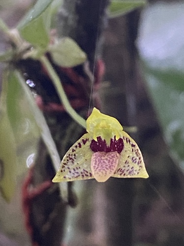 Masdevallia mentosa