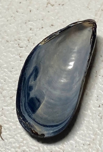 Northern Bay Mussel