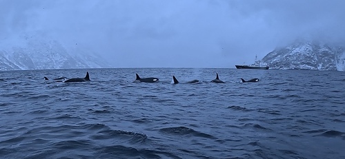 Orca