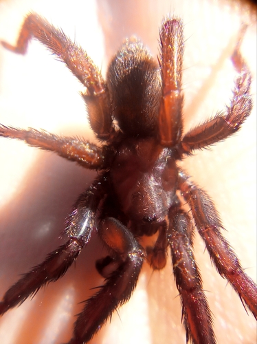 Brachythele denieri