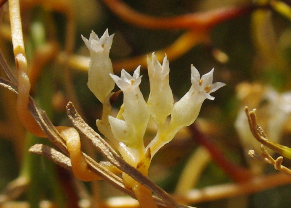 Ceanothus Dodder