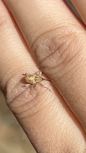 iNaturalist observation photo of Nut and Acorn Weevils