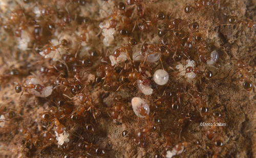 Aphaenogaster siculaAphaenogaster sicula
