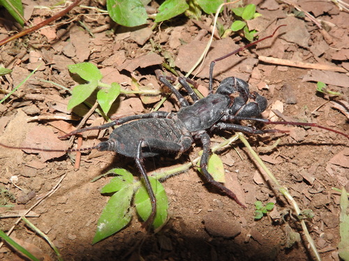 Mastigoproctus scabrosus