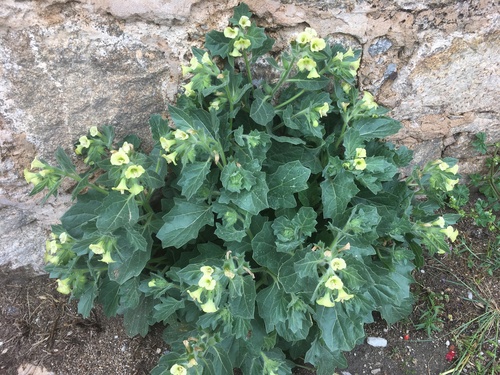 white henbane
