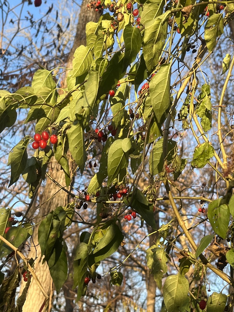 bittersweet nightshade from Olin Park, Madison, WI, US on November 14