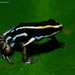Claudia's Poison Frog - Photo (c) J.P. Lawrence, all rights reserved, uploaded by J.P. Lawrence