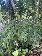 Anthurium clavigerum image