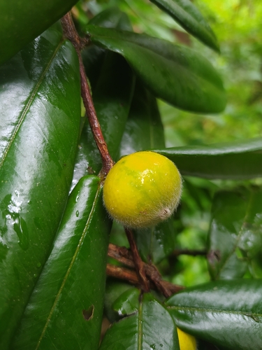 Myrciaria glazioviana (Kiaersk.) G.M.Barroso ex Sobral