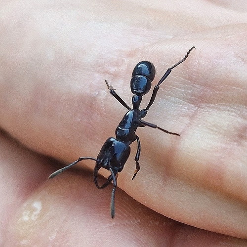 Plectroctena cristataPlectroctena cristata