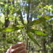 Quercus nixoniana - Photo (c) Corvus corax, כל הזכויות שמורות, הועלה על ידי Corvus corax