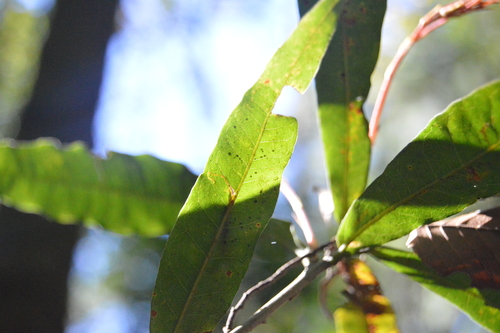 Quercus nixoniana