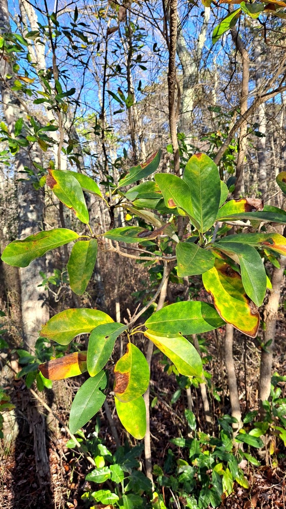 sweetbay magnolia from Lacey Township, NJ, USA on November 14, 2023 at ...