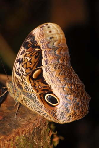 Caligo beltrao (Illiger, 1801)
