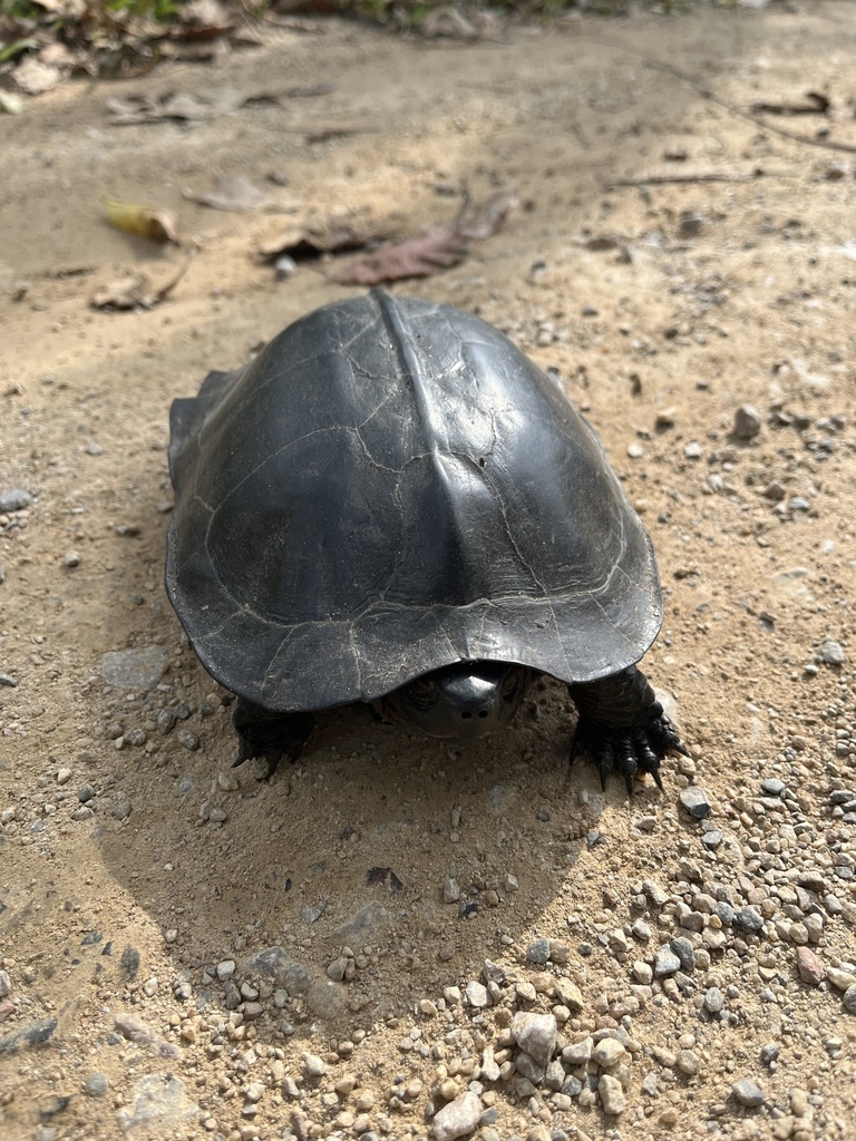 Black Marsh Turtle in January 2023 by Aukrit pumnual · iNaturalist