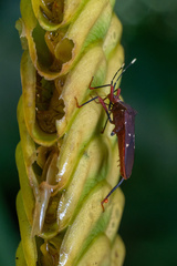 Leptoscelis quadrisignatus image