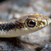Coast Patchnose Snake - Photo (c) Zeev NG, all rights reserved, uploaded by Zeev NG