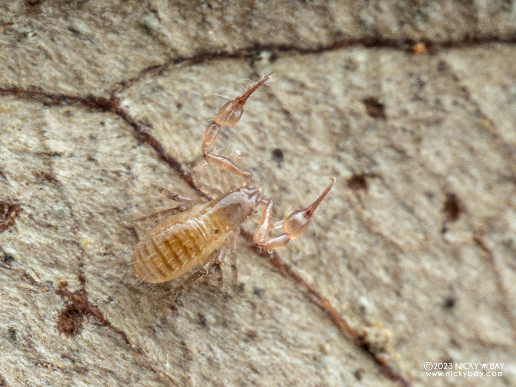Lagynochthonius from Central Water Catchment, Singapore on November 12