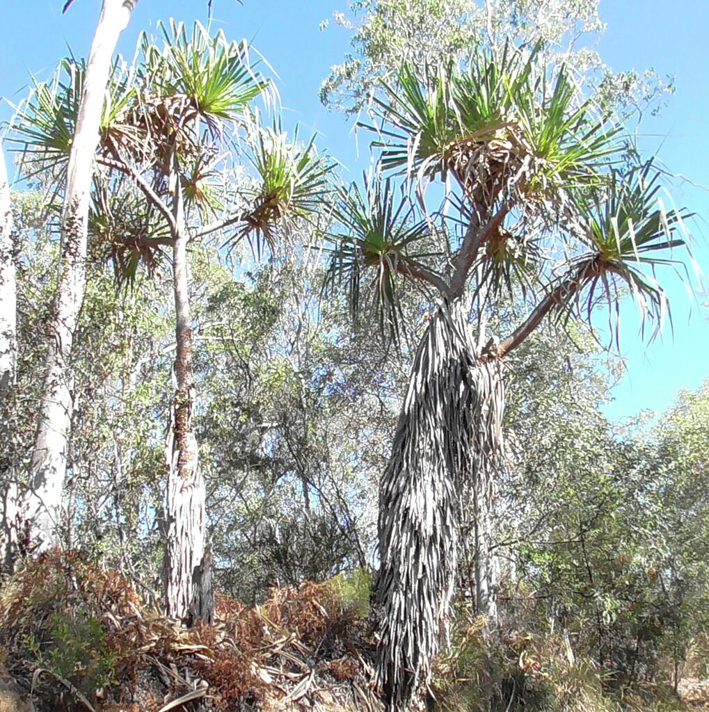 The Pam Screwback Stud-Palm Tree