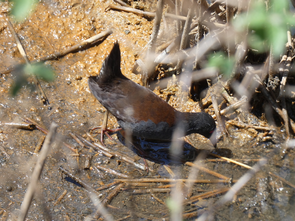 Spotless Crake from Brisbane QLD, Australia on November 15, 2023 at 09: ...