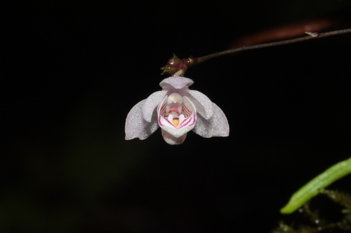 Thrixspermum elmeri