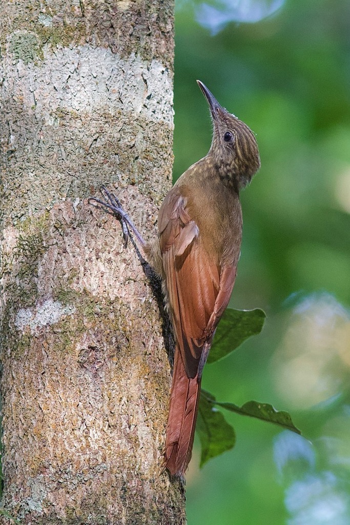 Mournful Long-tailed Woodcreeper (Deconychura pallida) photo