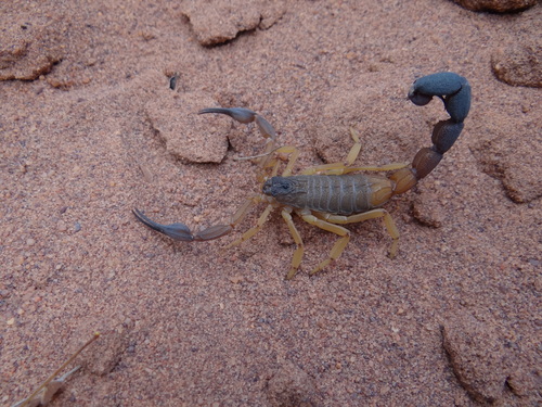 Jaguajir agamemnon · iNaturalist