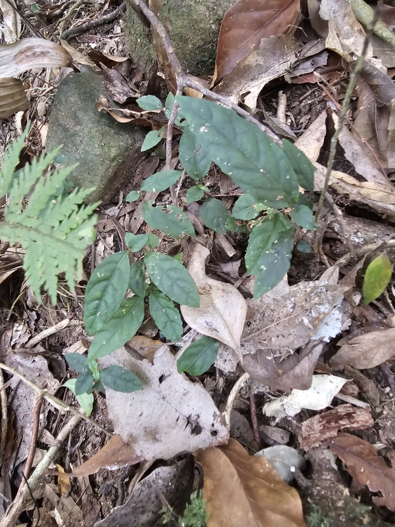 Brunoniella spiciflora from Tallebudgera Valley QLD 4228, Australia on