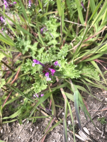 iNaturalist observation photo of henbit deadnettle