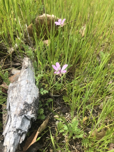 iNaturalist observation photo of Redstem Stork's-bill