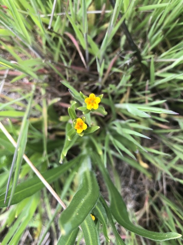 iNaturalist observation photo of Fiddlenecks